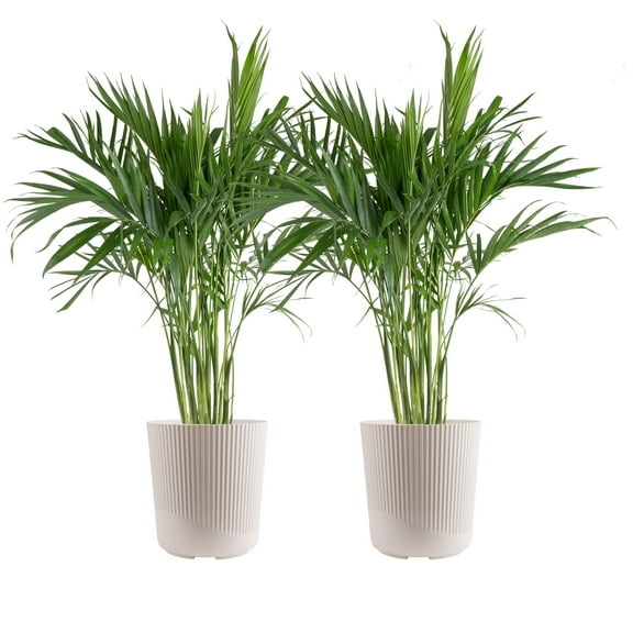 Costa Farms 36" Cat Palm Live House Plants in 10" Dcor Pot (2 count)