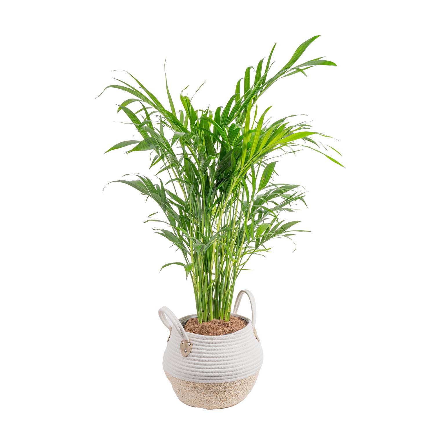 Costa Farms - Brandclub - Costa Farms 36" Tall Cat Palm Live Plants in  9.84" Basket