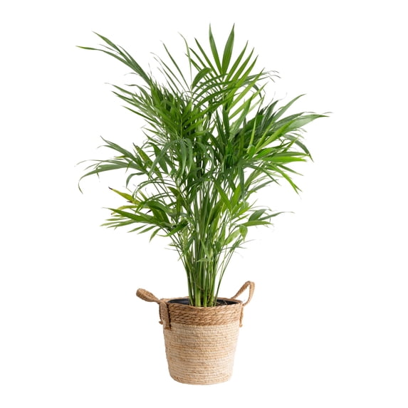 Costa Farms 36" Tall Cat Palm, Bright Indirect Sunlight, Indoor Live House Plants in 8.75" Basket