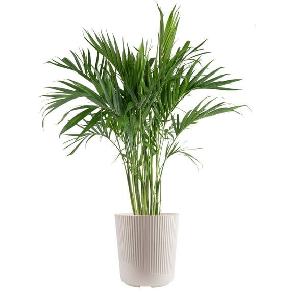 Costa Farms 36" Cat Palm Live House Plants in 10" Dcor Pot