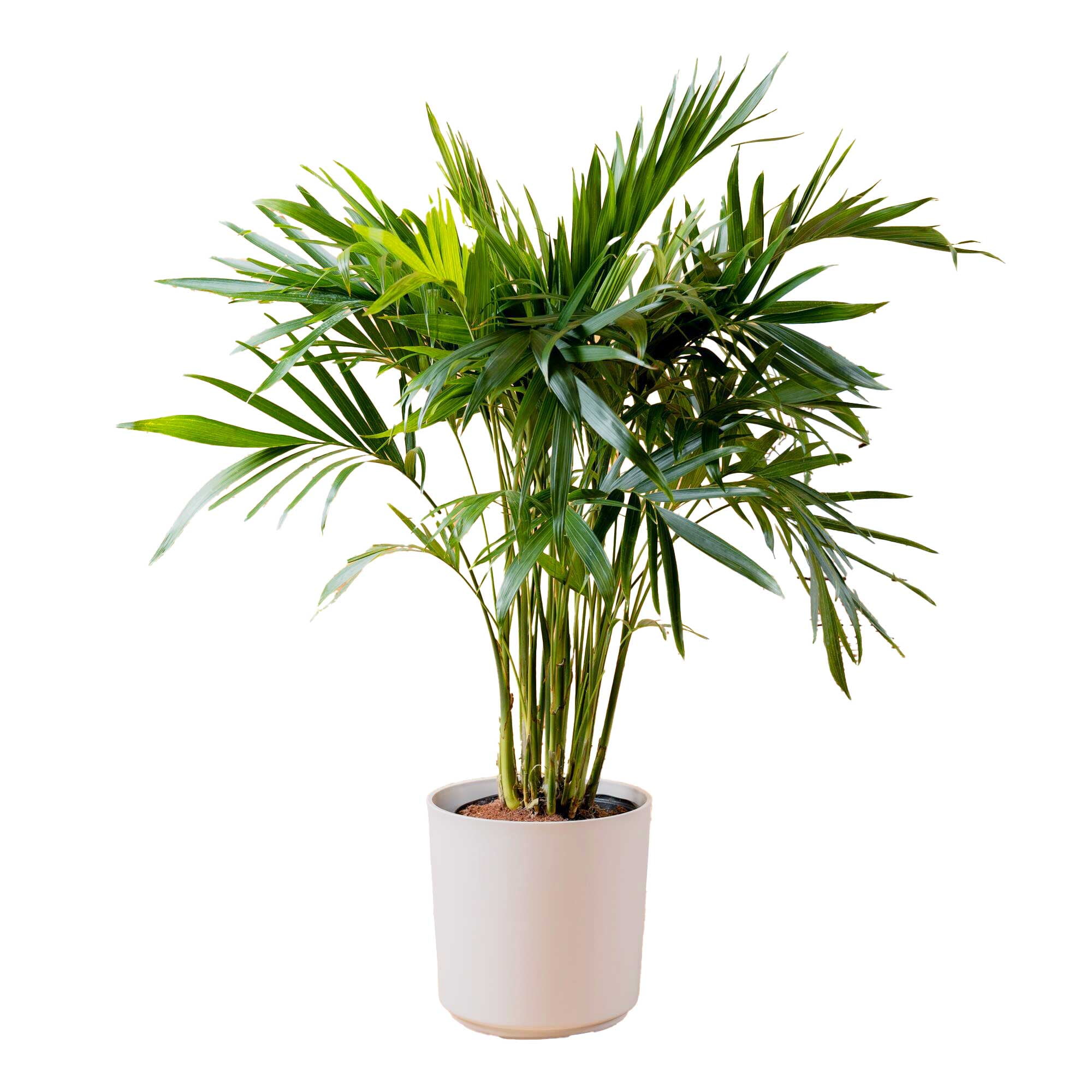 Costa Farms 36-48" Tall Cat Palm, Bright Indirect Sunlight, Indoor Live House Plants in Dcor Pot