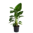 Costa Farms Live 36-inch Tall, Tropical Elegance White Bird of Paradise, Bright Indirect Sunlight, Indoor House or Office Floor Plant, in 10-inch Nursery pot