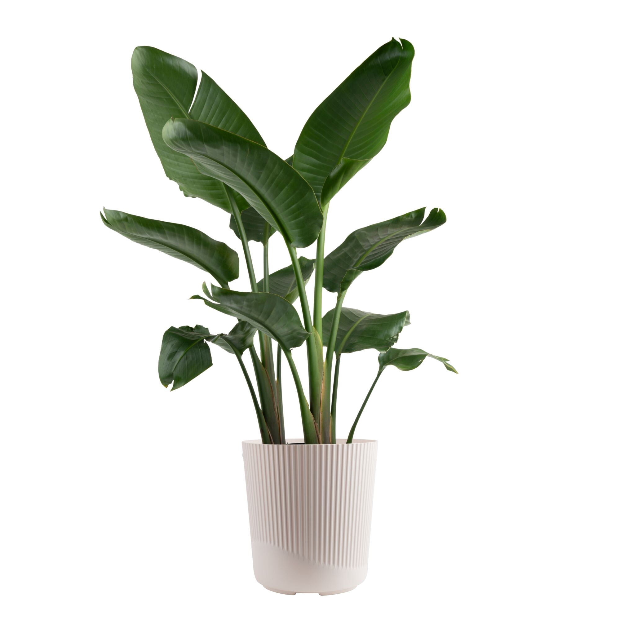 indoor plants rubber Variegated Rubber Plant  Leo And Leaf