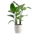 thumbnail image 1 of Costa Farms 36" White Bird of Paradise Live Plants in 9.25" Decor Pot, 1 of 11