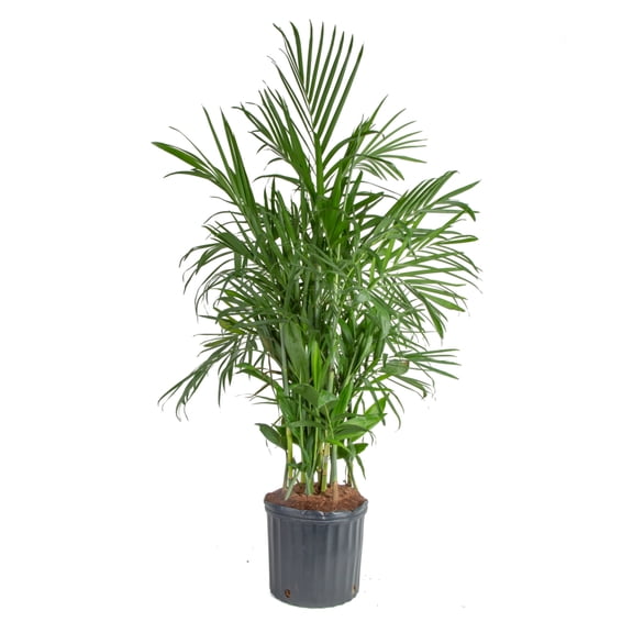 Costa Farms 36" Bamboo Palm Live House Plants in 10" Grower Pot