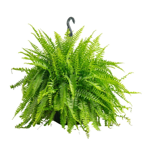 Expert Gardner 36" Boston Fern Live Plants in 12" Grower Pot
