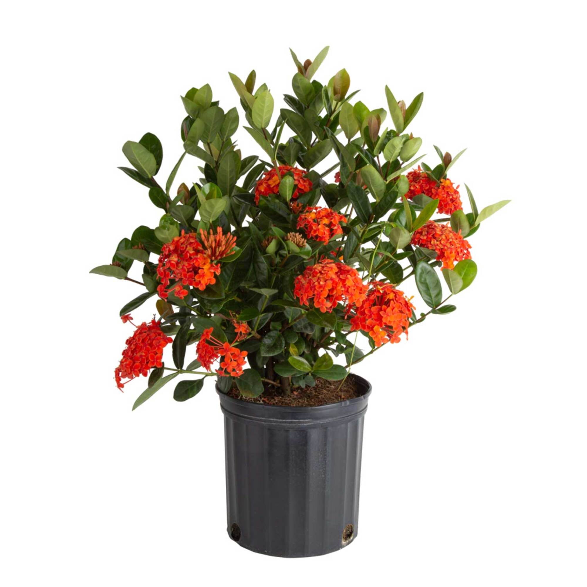 Island Blooms 36" Ixora Live Outdoor Plant in 10" Grower Pot