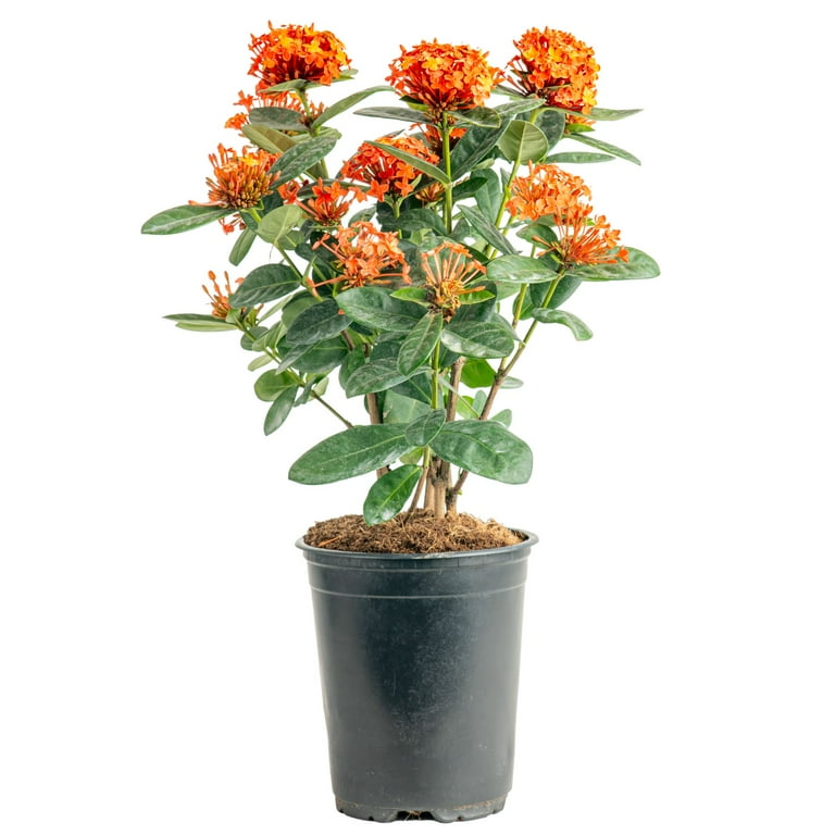 Island Blooms by Costa Farms 36