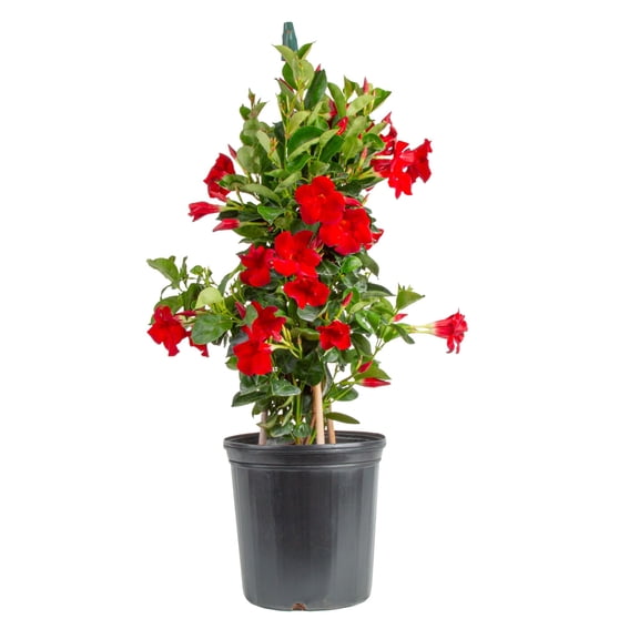 Island Blooms 36" Mandevilla Live Outdoor Plant in 8.75" Grower Pot