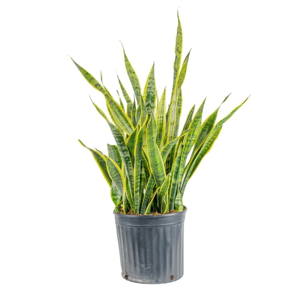 Costa Farms 36" Snake Plant Grower's Choice Live Plants in 10" Grower Pot