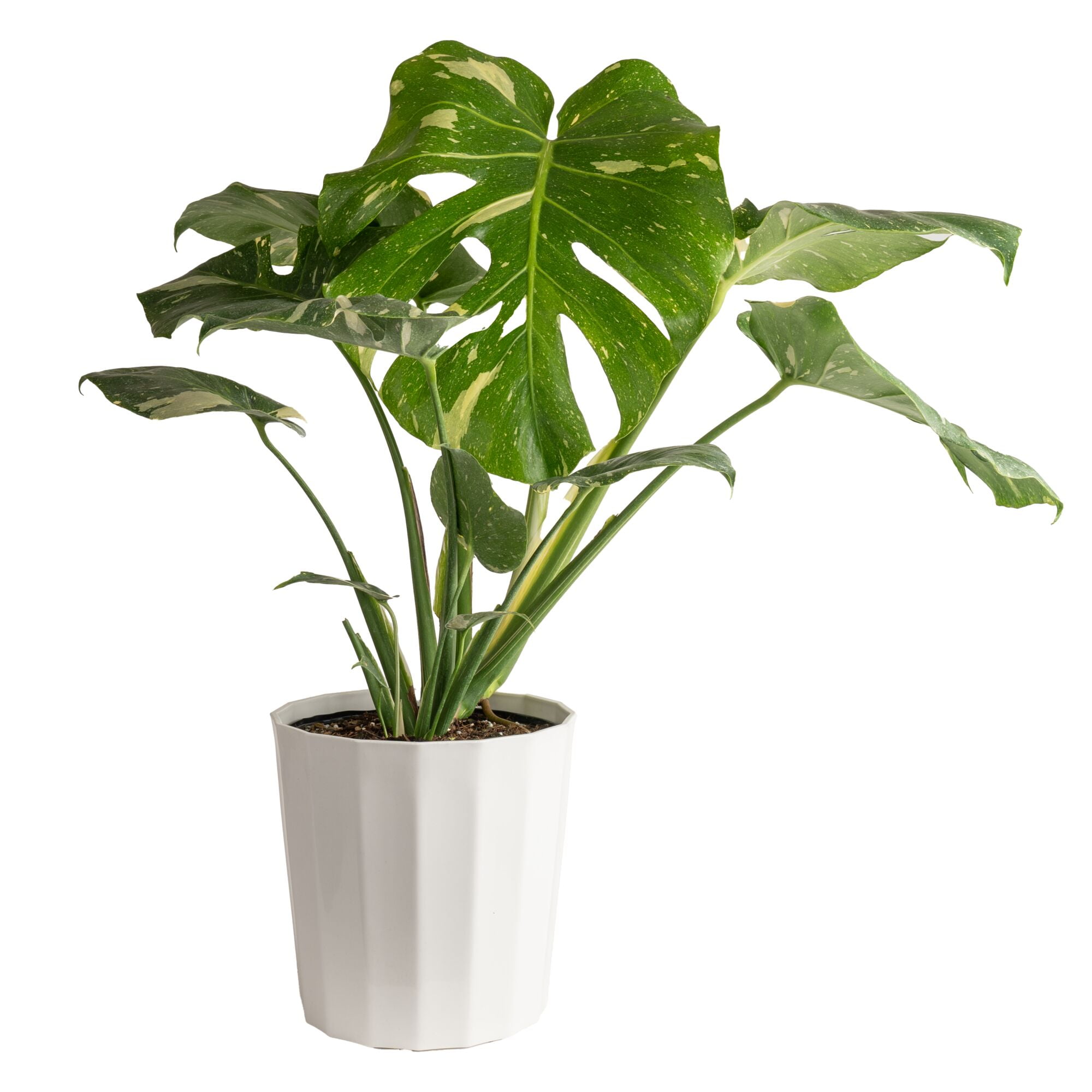 philodendron caramel marble pink Philodendron caramel marble main image 0
