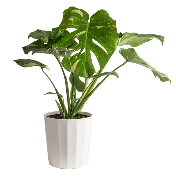 Costa Farms 36" Tall, Thai Constellation Monstera, Bright Indirect Sunlight,Indoor Live House Plants