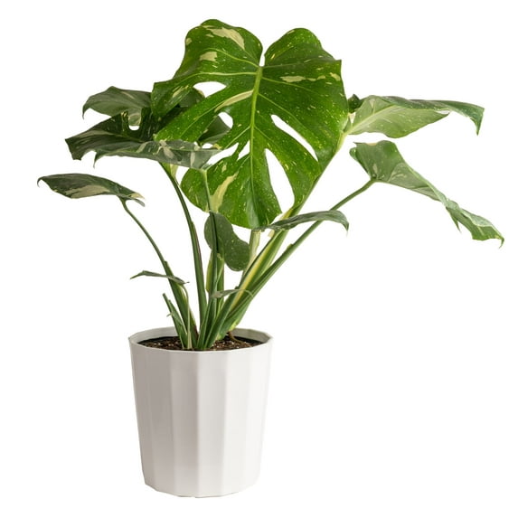 Costa Farms 36" Tall, Thai Constellation Monstera, Bright Indirect Sunlight,Indoor Live House Plants