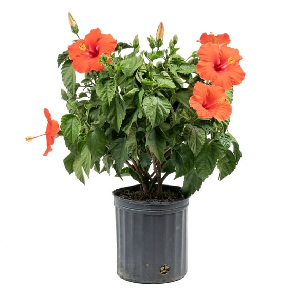 Island Blooms 36" Hibiscus Live Outdoor Plant in 10" Grower Pot