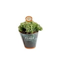 thumbnail image 1 of Costa Farms 3in Cacti Assorted Girogami in Pot cover, 1 of 5