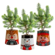 Costa Farms 10-12" Tall Christmas Norfolk Island Pine, Indoor Live House, Holiday Pot, 3-Pk