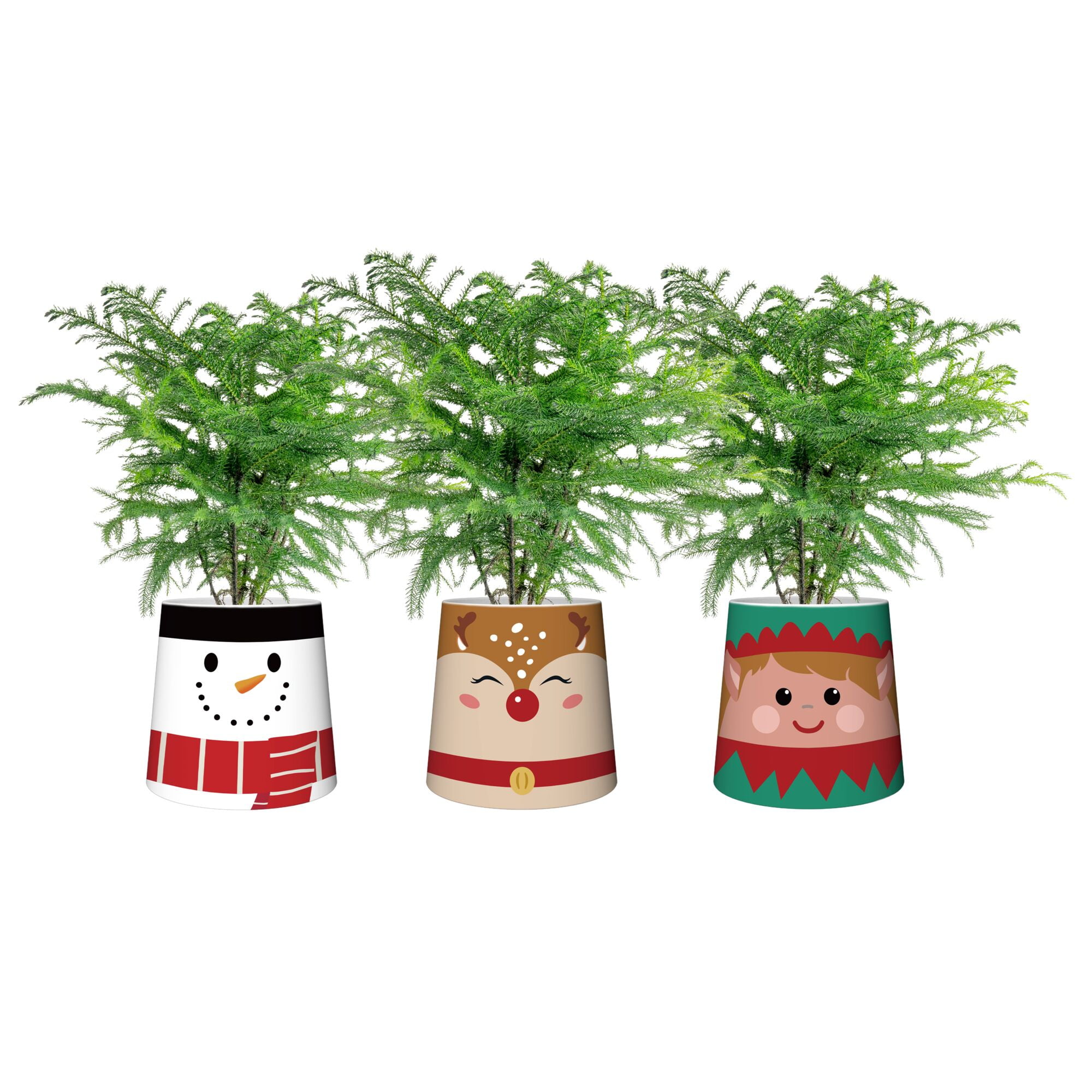 Costa Farms 10-12" Tall Christmas Norfolk Island Pine, Indoor Live House, Holiday Pot, 3-Pk
