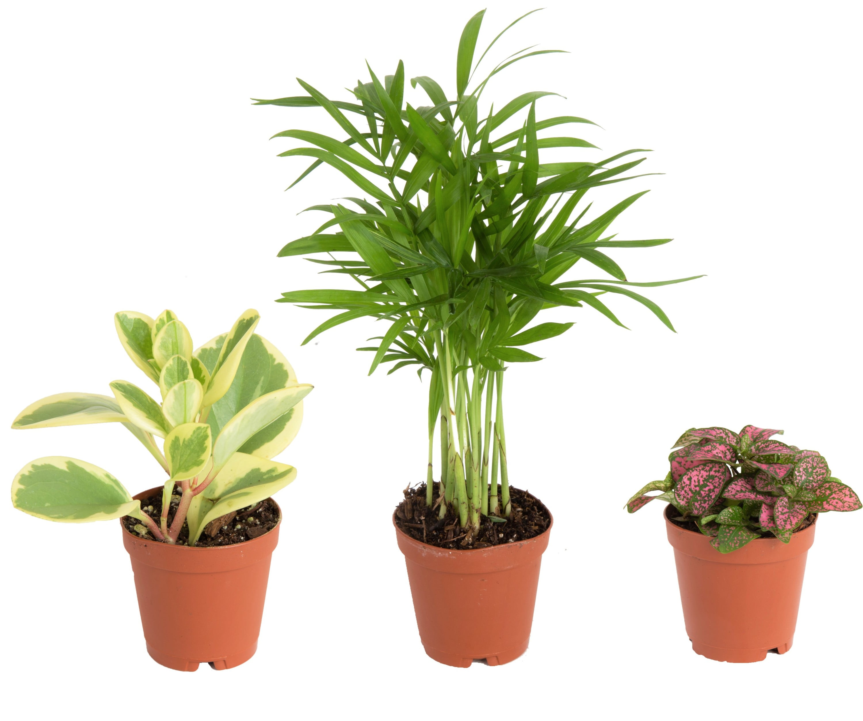 Plants By Mail