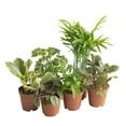 thumbnail image 1 of Costa Farms 4" Tiny Plants Assorted Live House Plants in 4" Grower Pot (6 Count), 1 of 10