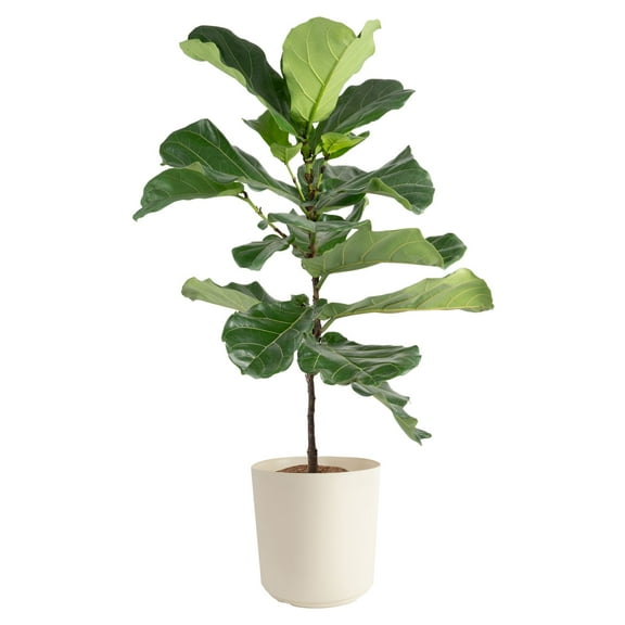 Costa Farms 40-48" Tall Fiddle Leaf Fig, Bright Indirect Sunlight,Indoor Live House Plants,Dcor Pot