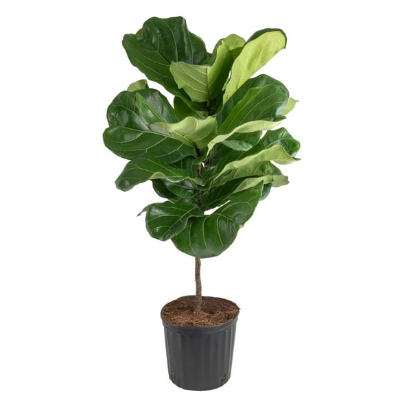 Costa Farms 40" Fiddle Leaf Fig House Plants in 8.75" Grower Pot