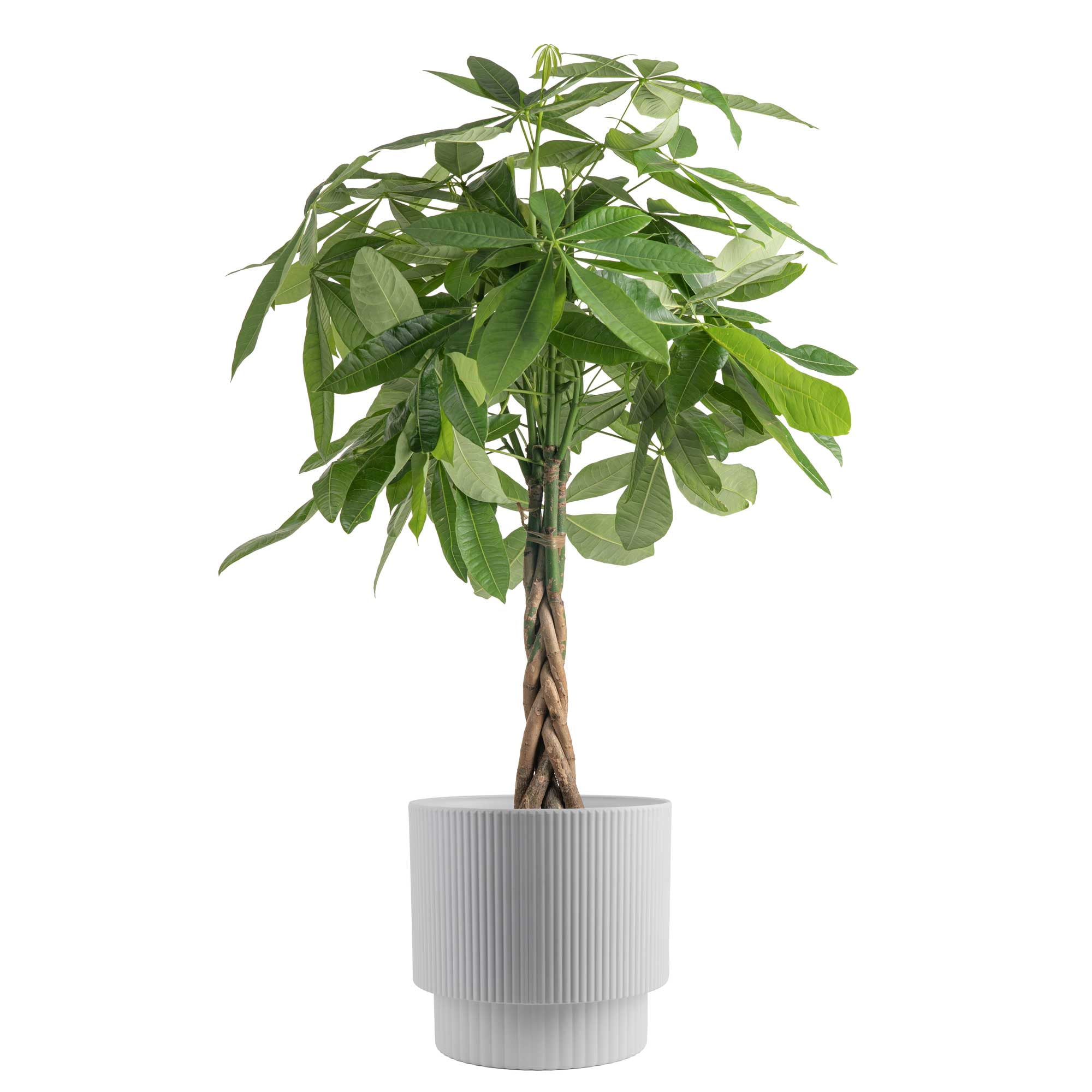 Costa Farms 42 inch Tall Pachira Braided Money Tree, Medium Indirect Sunlight, Indoor Live House Plants, Size: Large, Green