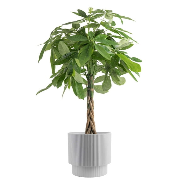 Costa Farms 36" Pachira Braided Money Tree Live House Plants in 10" Dcor Pot
