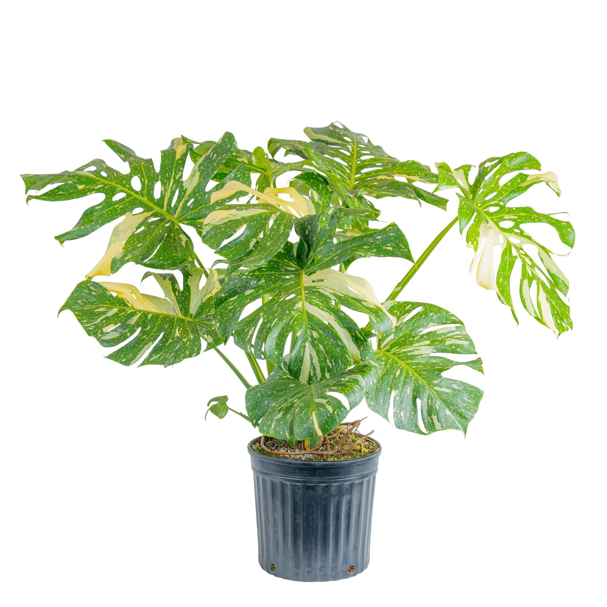Costa Farms 3Ft Thai Constellation Monstera Indoor Live House Plants in 12" Grower Pot