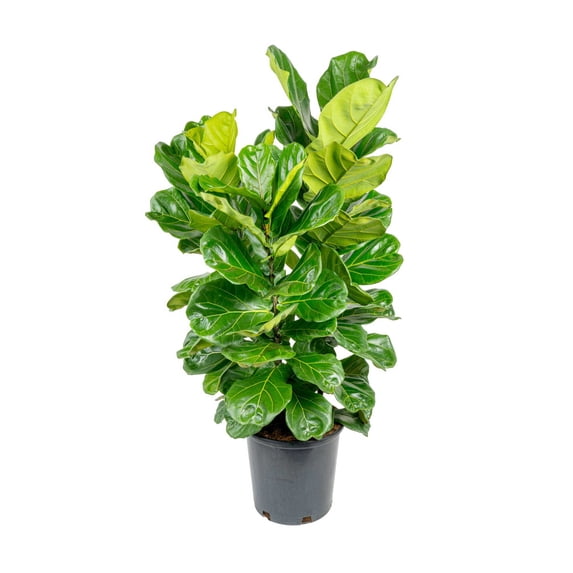 Costa Farms 48" Fiddle Leaf Fig Live House Plants in 10" Grower Pot