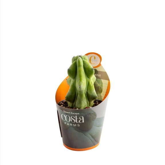 Costa Farms 5" Tall Fukuro Cactus, Bright Direct Sunlight, Indoor Live House Plants, Grow Pot