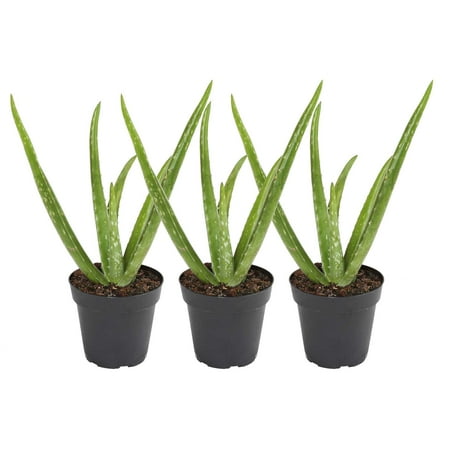 Costa Farms 7" Aloe Vera Plant Live House Plants in 4" Grower Pot (3 Count)