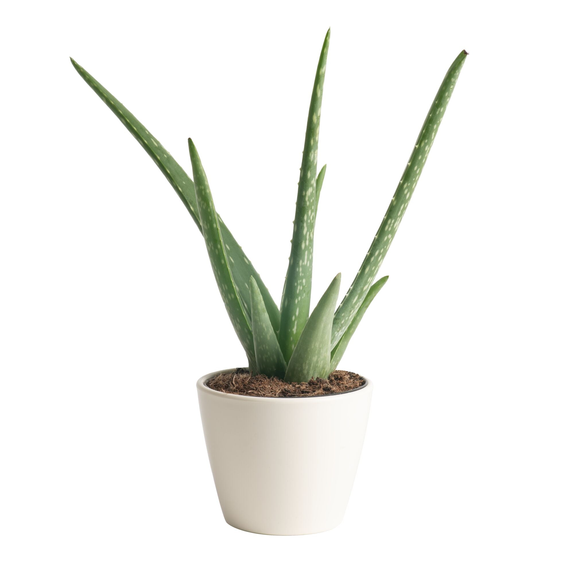 Costa Farms 7" Tall Aloe Vera Plant, Bright Direct Sunlight, Indoor Live House Plants in Dcor Pot