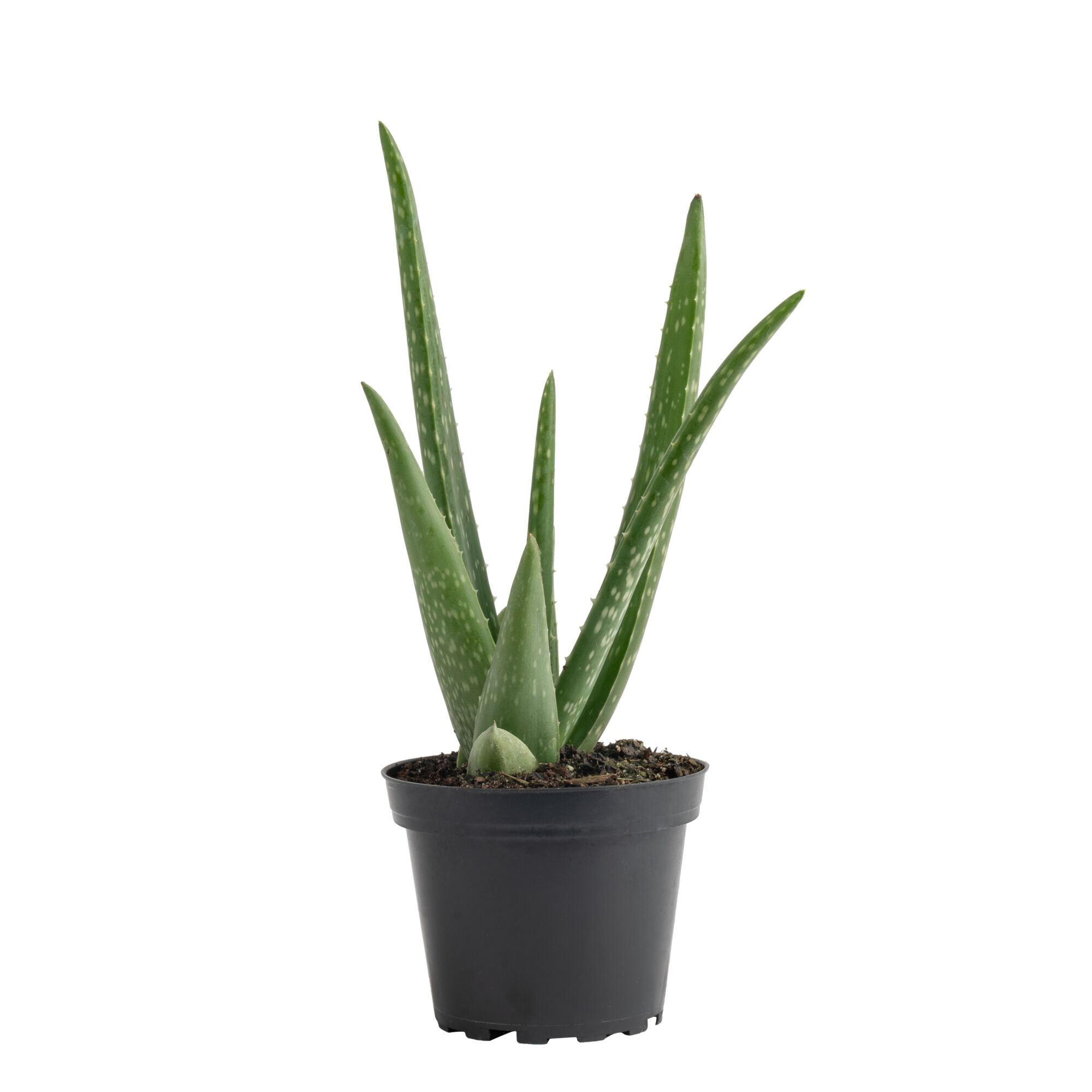 Costa Farms 7" Aloe Vera Plant