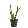 thumbnail image 1 of Costa Farms 7" Tall Aloe Vera Plant, Bright Direct Sunlight, Indoor Live House Plants, 1 of 8