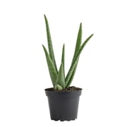 Costa Farms 7" Aloe Vera Plant Live House Plants in 4" Grower Pot