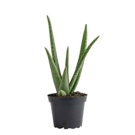 Costa Farms 7" Tall Aloe Vera Plant, Bright Direct Sunlight, Indoor Live House Plants