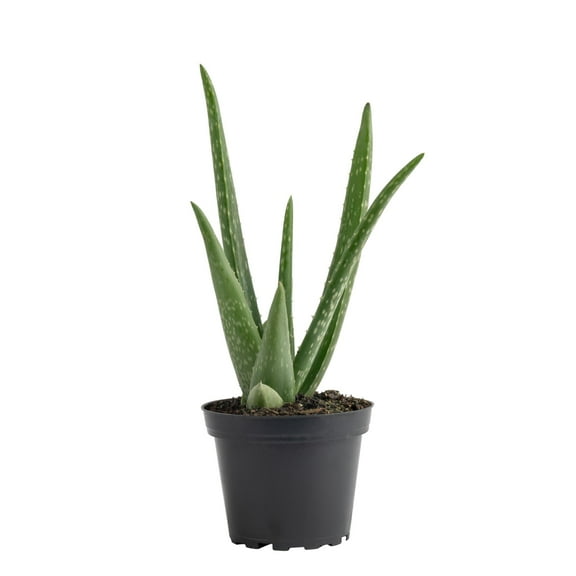 Costa Farms 7" Tall Aloe Vera Plant, Bright Direct Sunlight, Indoor Live House Plants