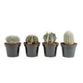 thumbnail image 1 of Costa Farms 7" Tall Assorted Cactus, Bright Direct Sunlight, Indoor Live House Plants, Grow Pot 4-Pk, 1 of 11