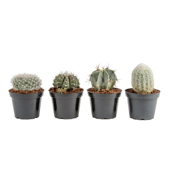 Costa Farms 7" Tall Assorted Cactus, Bright Direct Sunlight, Indoor Live House Plants, Grow Pot 4-Pk
