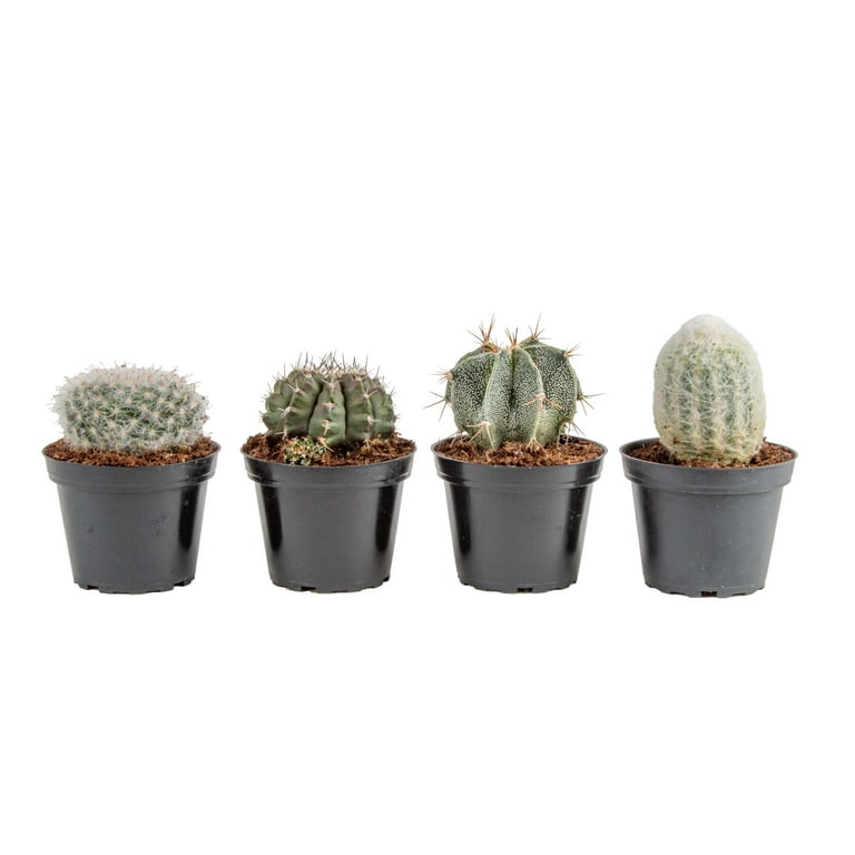 Costa Farms 7 inch Tall Assorted Cactus, Bright Direct Sunlight, Indoor Live House Plants, Grow Pot 4-Pk, Size: Small, Green