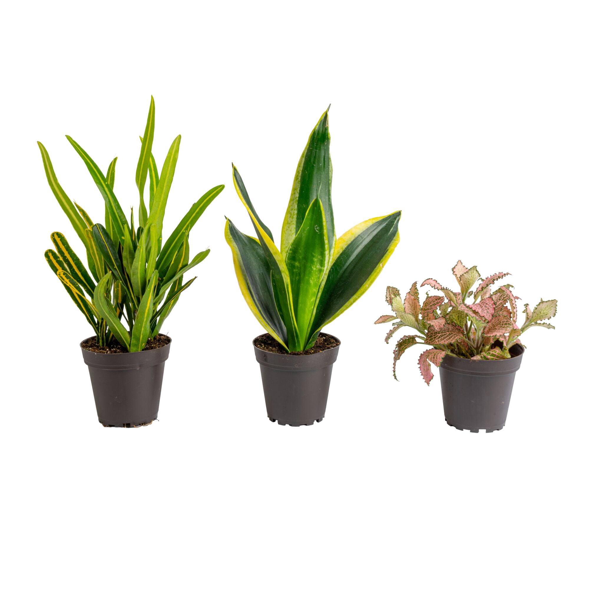 Costa Farms 8" Exotic Angels Assorted Live House Plants in 4" Grower Pot 3  (Count)