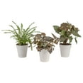 thumbnail image 1 of Costa Farms 8"  Exotic Angels Assorted Live House Plants in 4" Décor Pot 3 (Count), 1 of 12