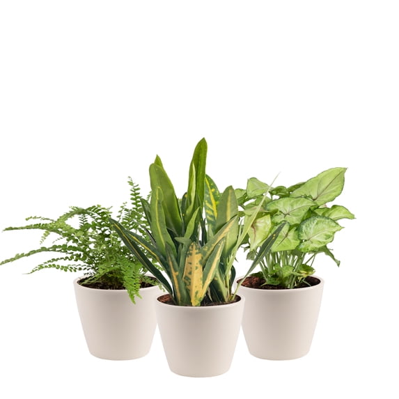 Costa Farms 8" Exotic Angels Assorted Live House Plants in 4" Decor Pot 3 (Count)