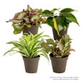 thumbnail image 1 of Costa Farms 8" Tall Exotic Angels Assorted Bright Indirect Sunlight, Indoor Live House Plants, 4-Pk, 1 of 9