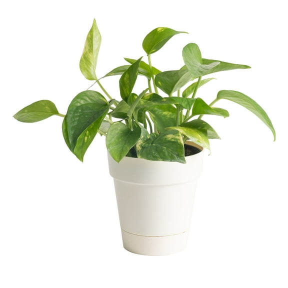 Costa Farms 8" Tall Golden Pothos, Medium Indirect Sunlight, Indoor Live House Plants, Dcor Pot