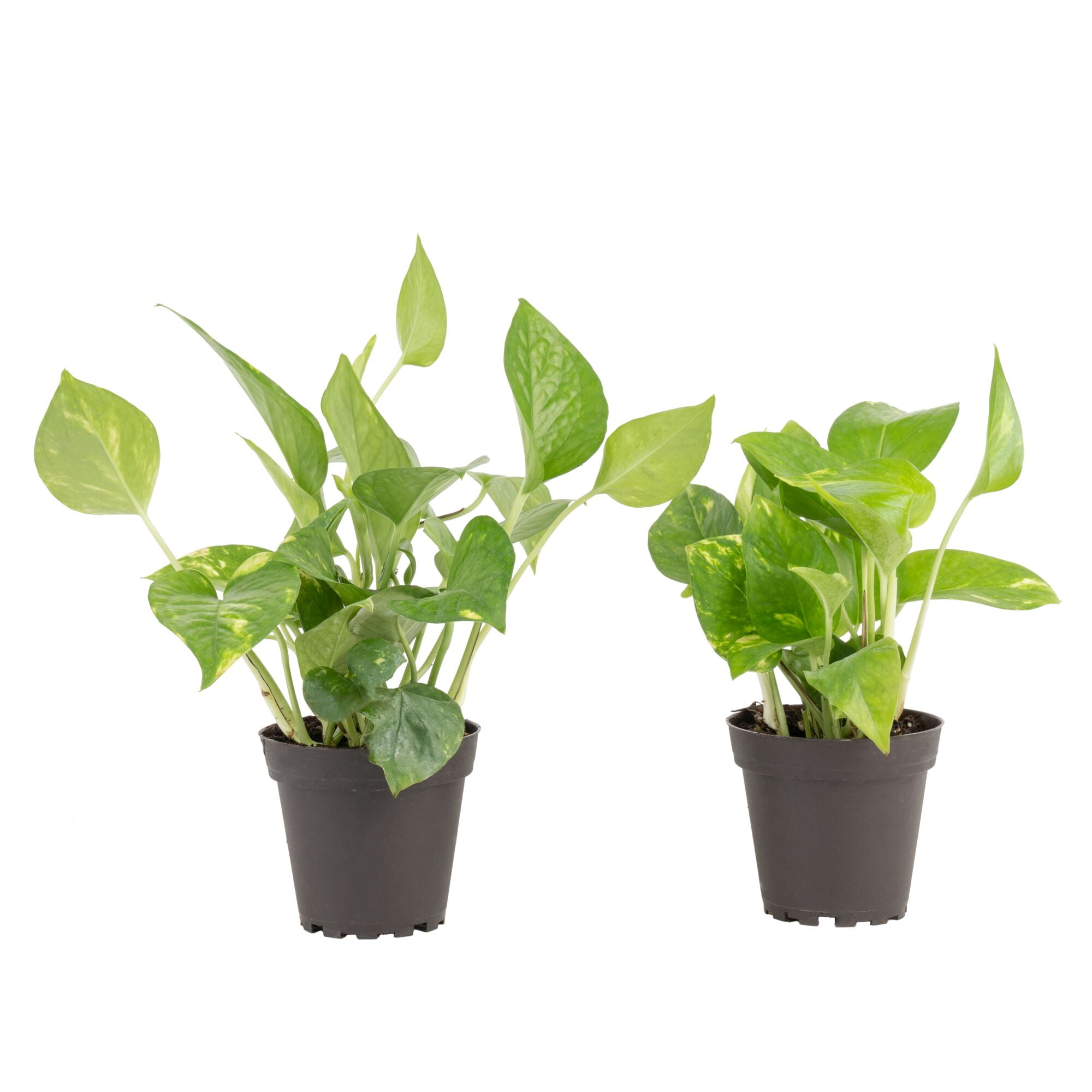 Costa Farms 8" Tall Golden Pothos, Medium Indirect Sunlight, Indoor Live House Plants, Grow Pot 2-Pk