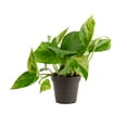 thumbnail image 1 of Costa Farms 8" Tall Golden Pothos, Medium Indirect Sunlight, Indoor Live House Plants, Grow Pot, 1 of 10