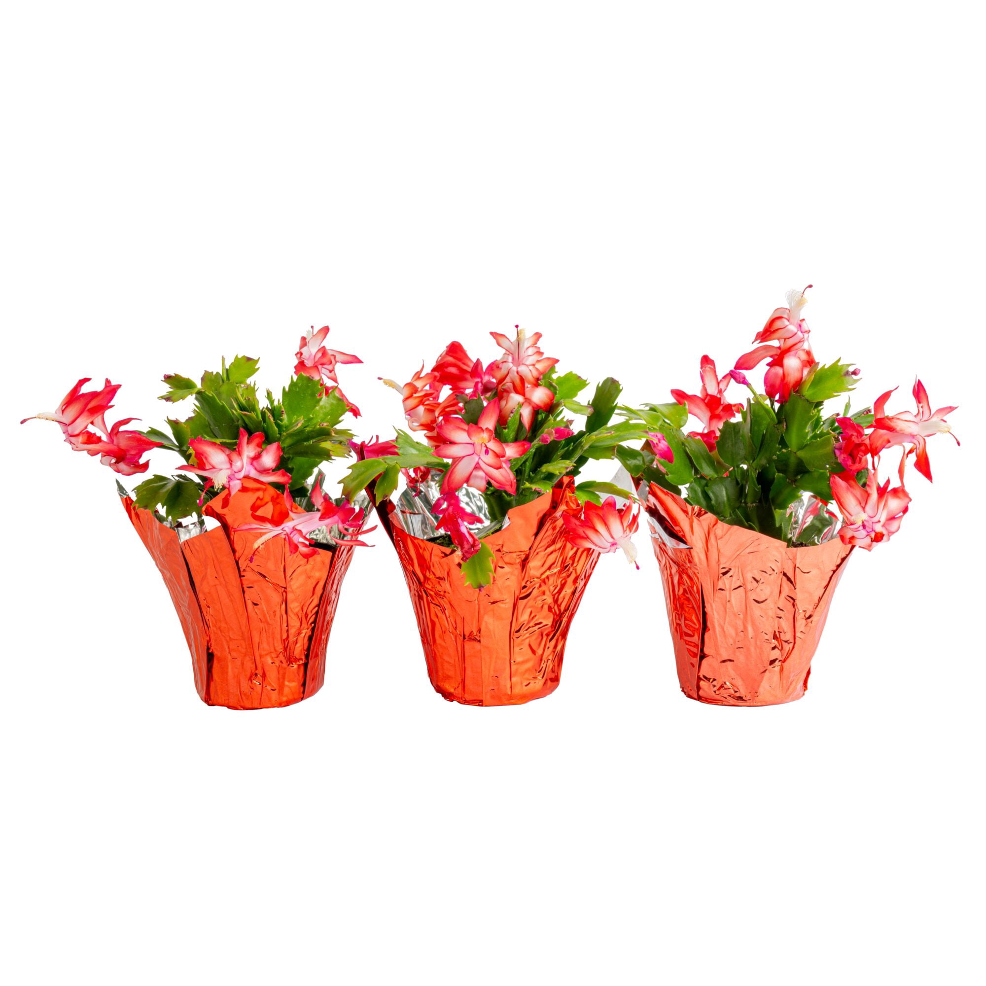 Costa Farms 8" Tall, Holiday Cactus, Bright Indirect Sunlight, Indoor Live House Plants, 3-Pk