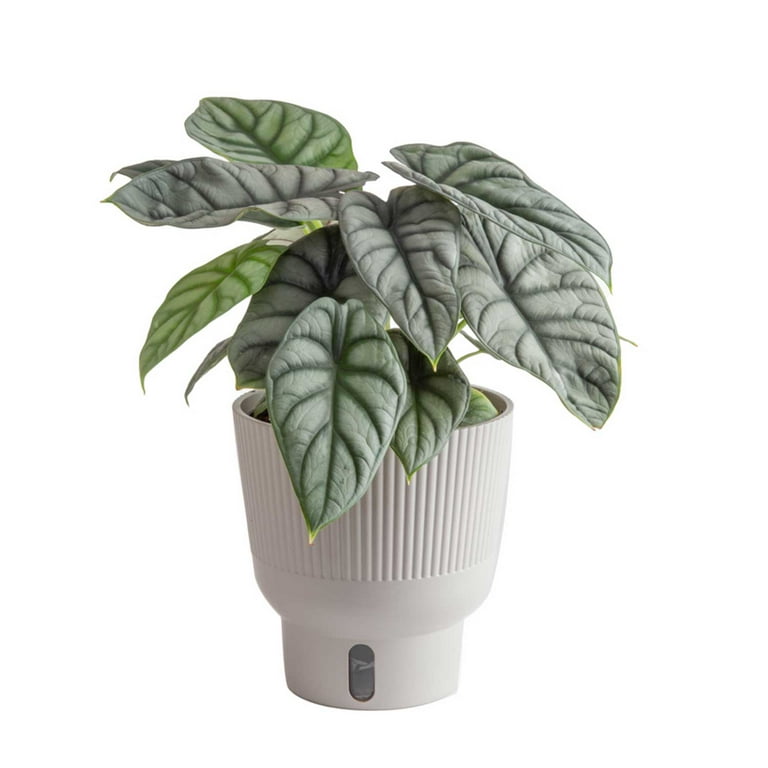 アクタス Costa Farms 9