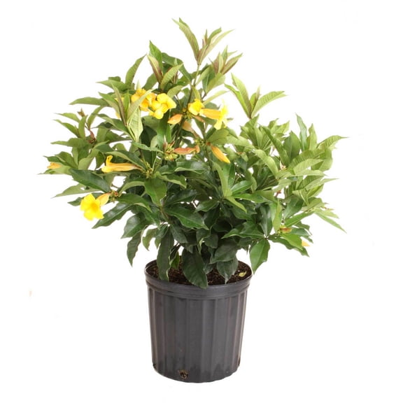 Island Blooms 26" Allamanda Live Outdoor Plant in 8.75" Grower Pot